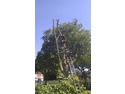 Tree Surgeon, Fencer, Landscape Gardener in Tamworth