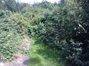 Landscape Gardener, Tree Surgeon, Handyman in Hornchurch