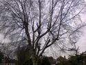 Landscape Gardener, Tree Surgeon, Handyman in Hornchurch
