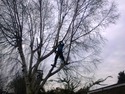Landscape Gardener, Tree Surgeon, Handyman in Hornchurch