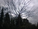 Landscape Gardener, Tree Surgeon, Handyman in Hornchurch