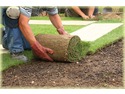 Landscape Gardener, Tree Surgeon, Groundworker in Teignmouth