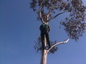 Tree Surgeon, Landscape Gardener, Groundworker in Cupar