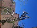 Tree Surgeon, Landscape Gardener, Groundworker in Cupar