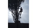 Tree Surgeon in Evesham