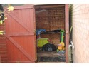 Trim Very large connifers x 2. Trim bushes, remove shed