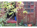 Trim Very large connifers x 2. Trim bushes, remove shed