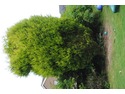 Trim Very large connifers x 2. Trim bushes, remove shed
