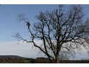 Tree Surgeon, Groundworker, Fencer in Horley