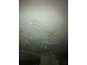 repair water damaged bathroom ceiling