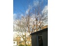 Crown reduction/reshaping -8m tall cherry tree