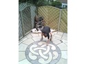 Driveway Paver, Landscape Gardener, Fencer in Chesham
