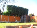 Tree Surgeon, Fencer, Landscape Gardener in Tamworth