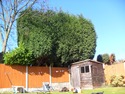 Tree Surgeon, Fencer, Landscape Gardener in Tamworth