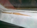 repair sash window frame and replace window locks