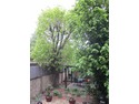 Pruning of two tall trees in rear garden