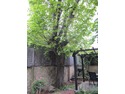 Pruning of two tall trees in rear garden