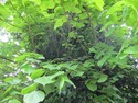 Pruning of two tall trees in rear garden