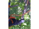 Tree Surgeon in Bristol