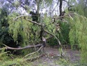 Tree Surgeon in Bristol