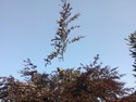 Tree Surgeon in Bristol