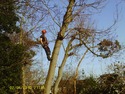 Tree Surgeon, Fencer in Erith