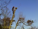 Tree Surgeon, Fencer in Erith