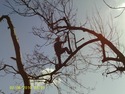 Tree Surgeon, Fencer in Erith
