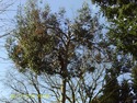 Tree Surgeon, Fencer in Erith