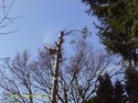 Tree Surgeon, Fencer in Erith