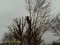 Tree Surgeon, Fencer in Erith