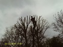 Tree Surgeon, Fencer in Erith