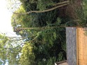Tree Surgeon, Fencer in Erith
