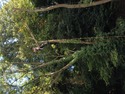 Tree Surgeon, Fencer in Erith