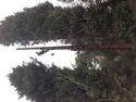 Tree Surgeon, Fencer in Erith