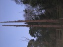 Tree Surgeon, Fencer in Erith