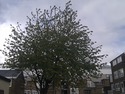 Tree Surgeon, Groundworker, Fencer in Horley