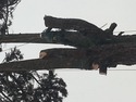 Tree Surgeon, Landscape Gardener, Groundworker in Cupar