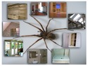 Painter &amp; Decorator in Clapham Junction